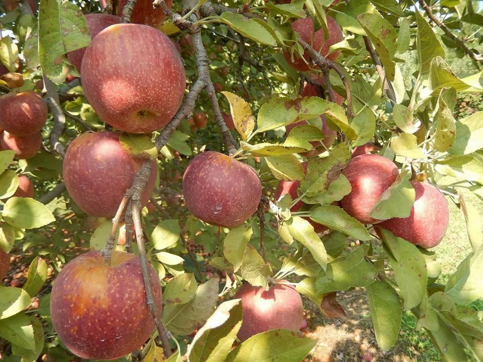 Pet Friendly Bryson's Apple Orchard