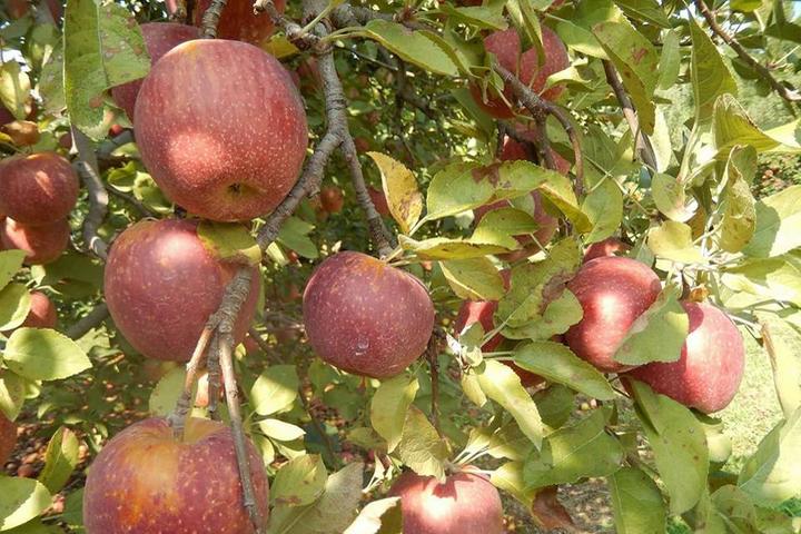 Pet Friendly Bryson's Apple Orchard