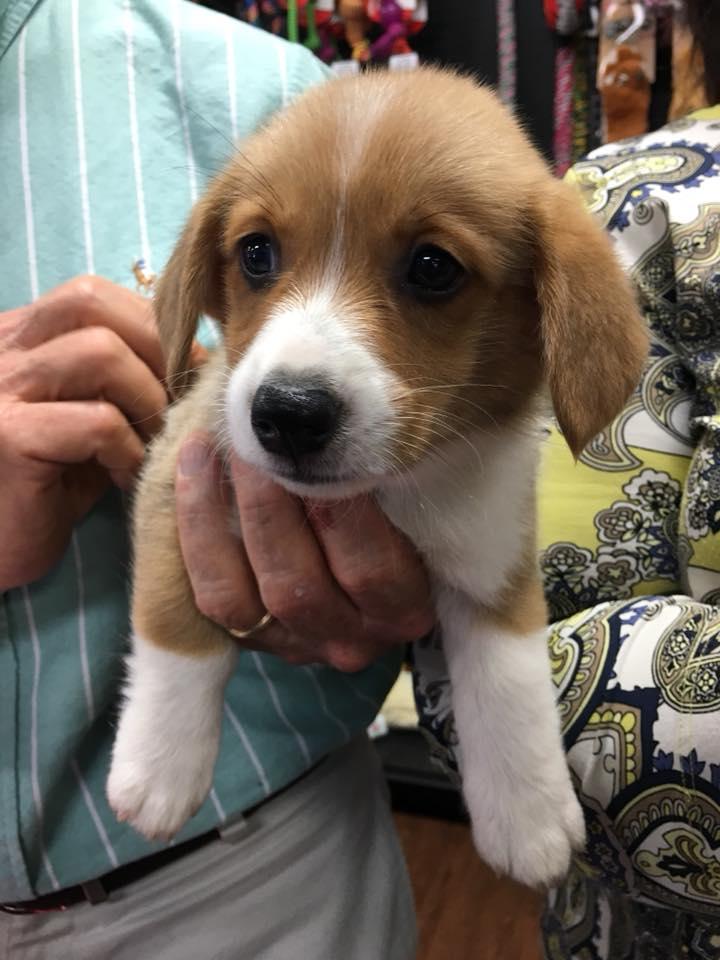 hollywood feed crates