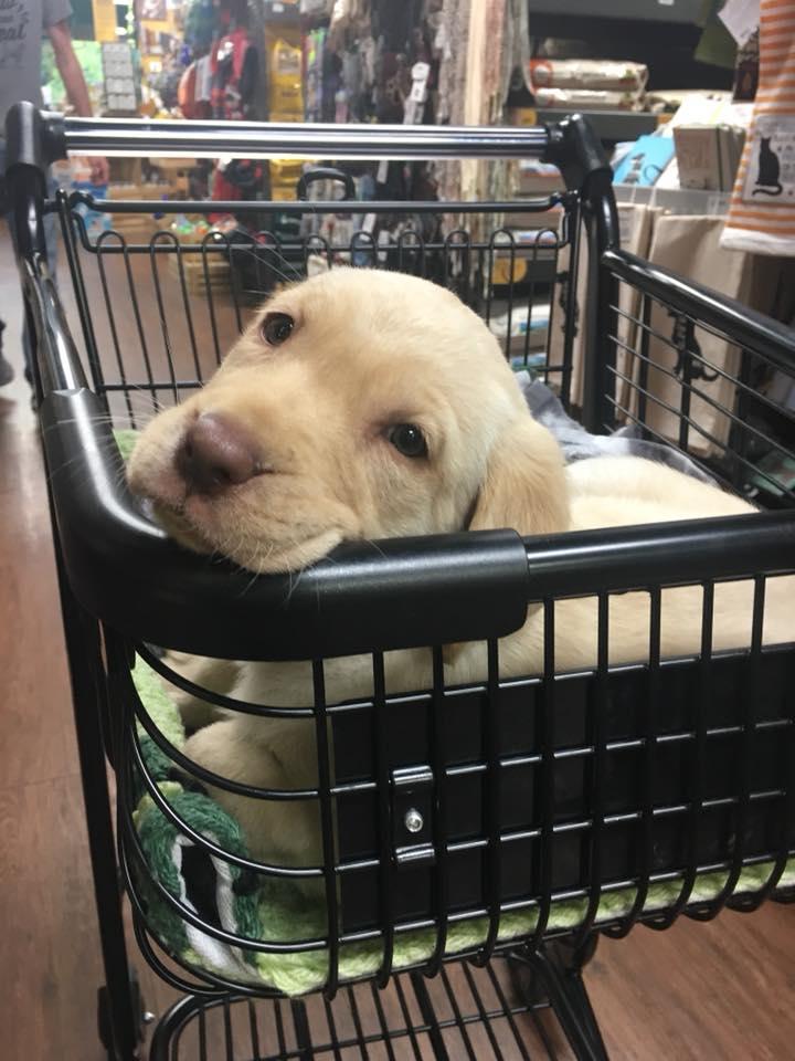 hollywood feed crates