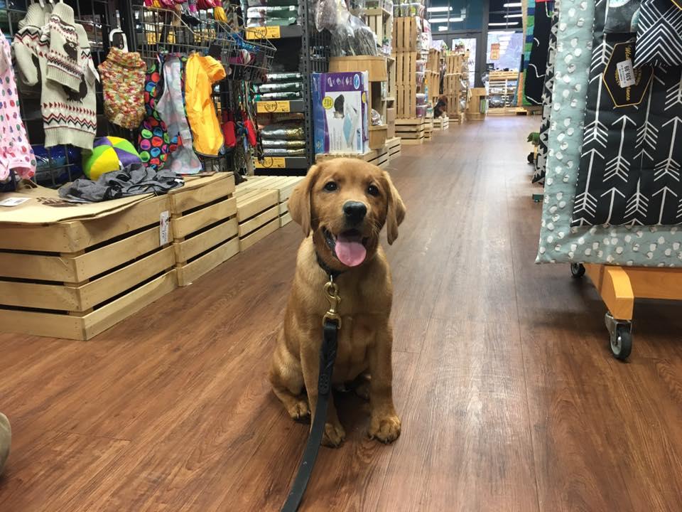 Hollywood feed kennel sales