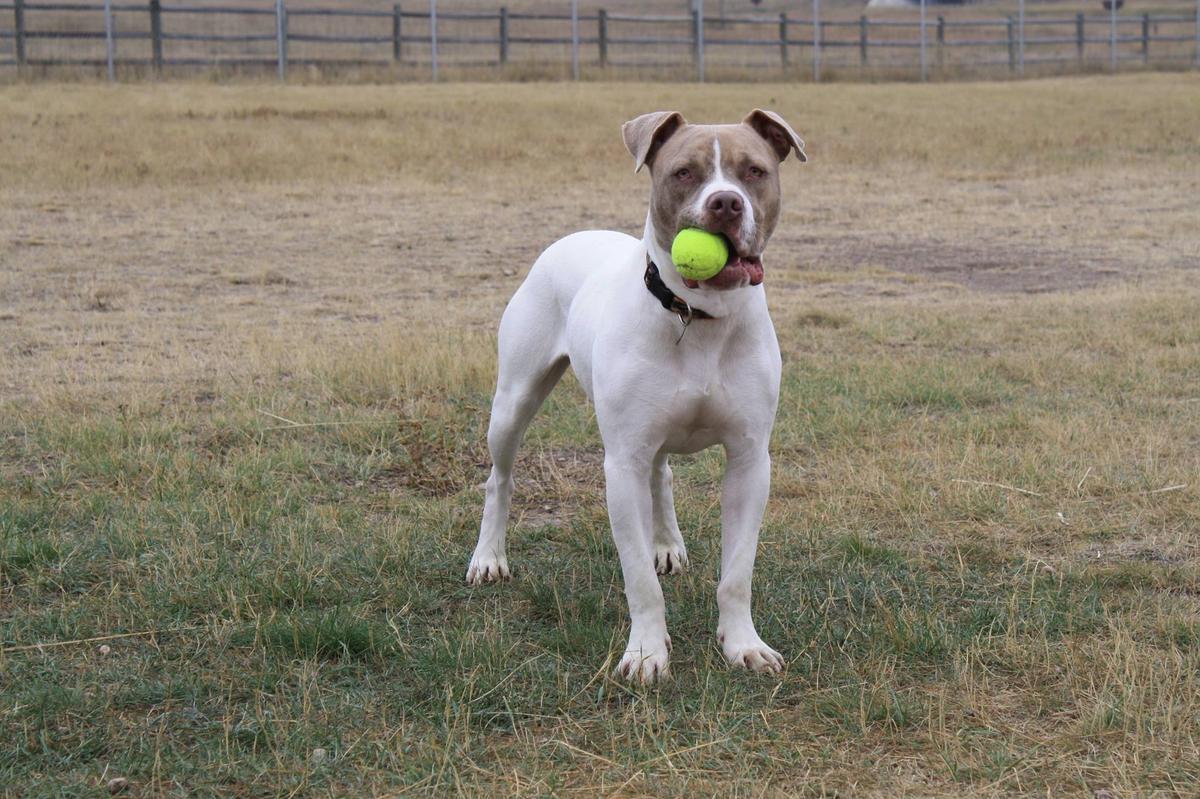 pet city cheyenne wyoming