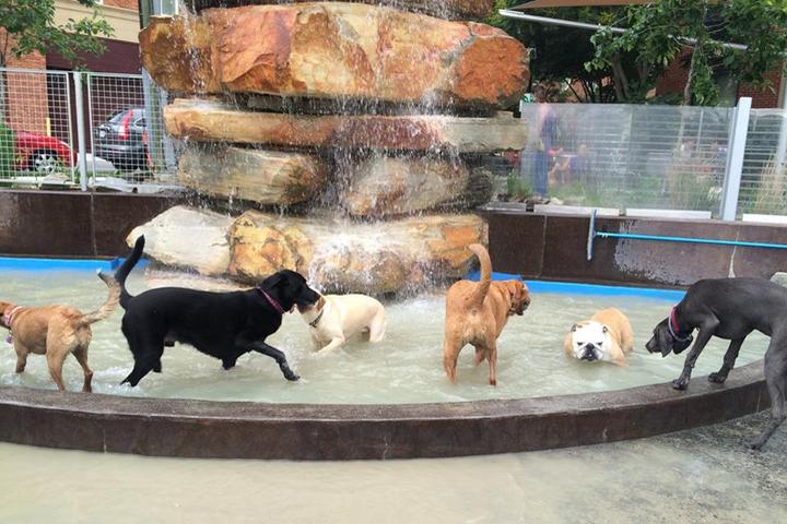 Pet Friendly Clarendon Dog Park