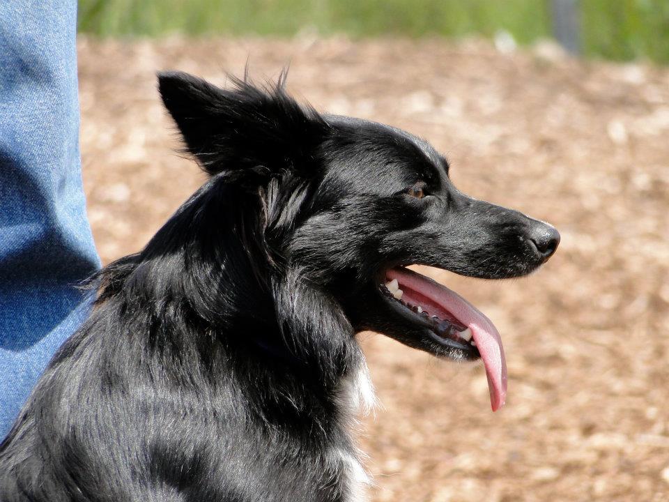 Half Moon Bay Dog Park