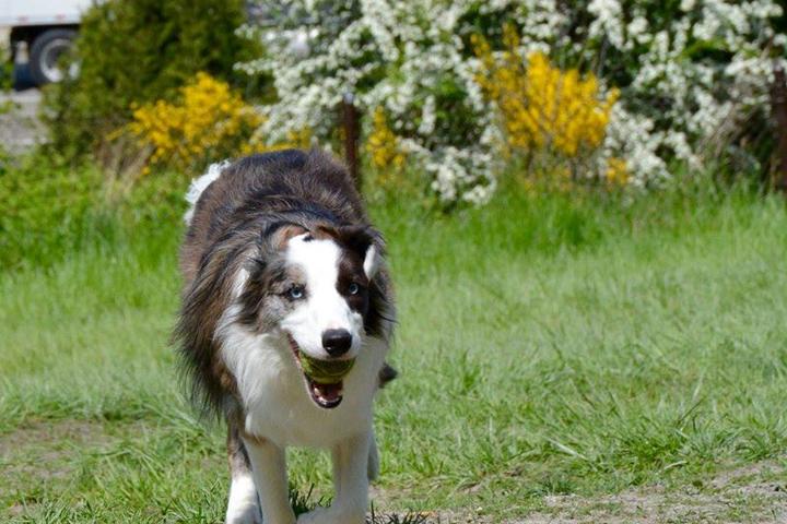 Pet Friendly Dr. Jose Rizal Park Off-Leash Area