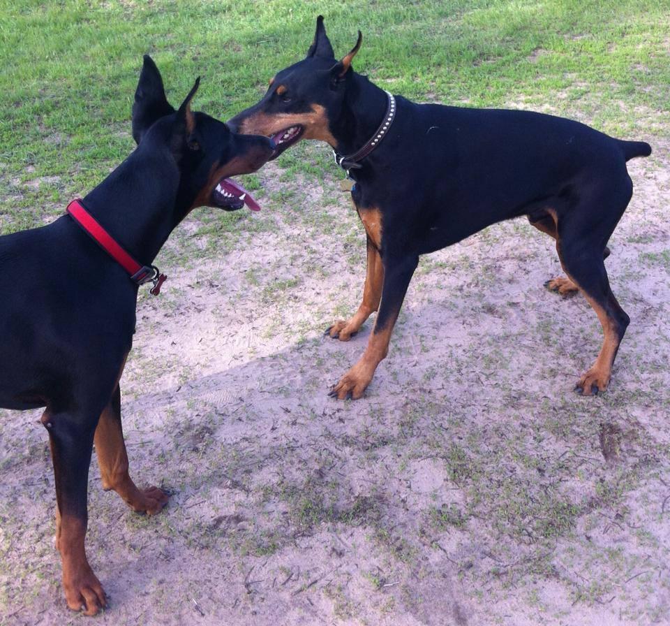 eau-claire-dog-park