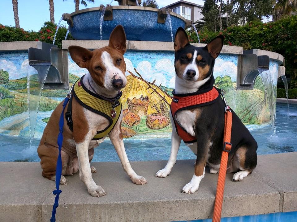 dog friendly activities in playa vista