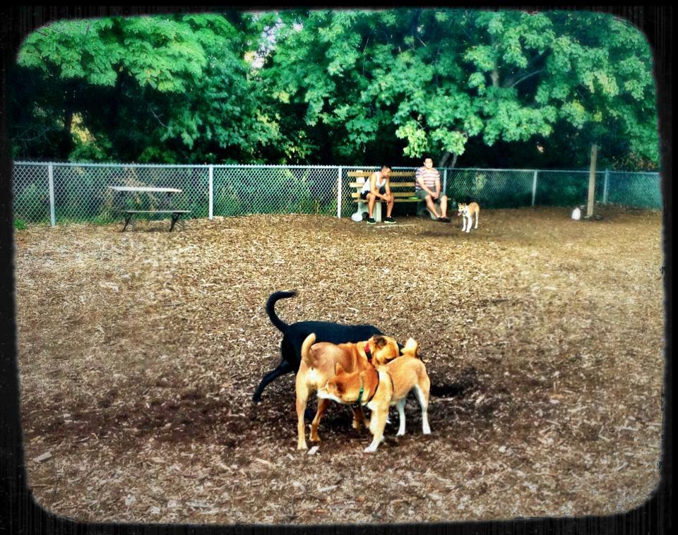 Franklin Terrace OffLeash Dog Park