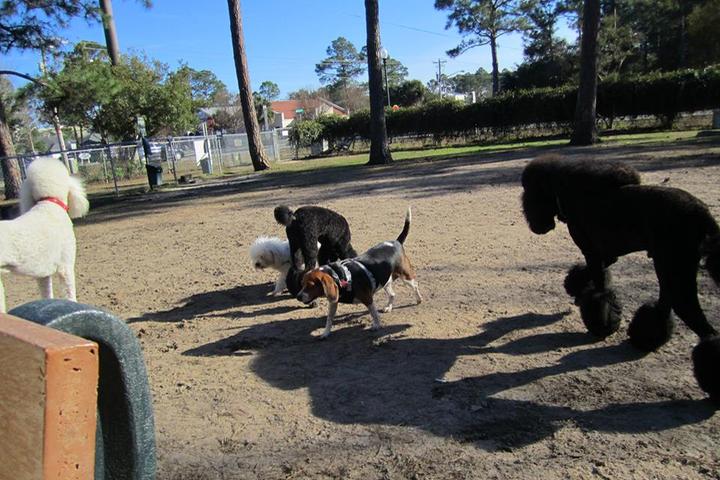 Pet Friendly City of Gulf Shores Dog Park