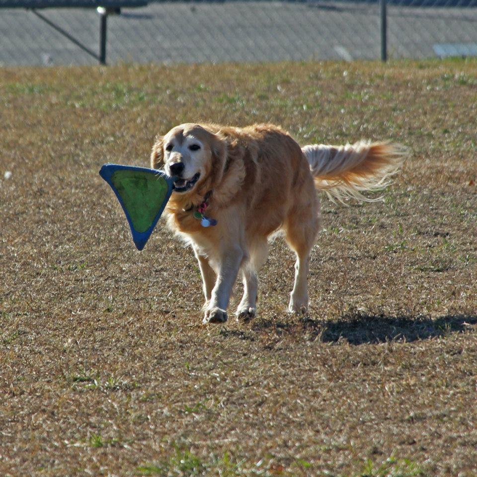 Off-Leash Dog Parks in Midlothian, VA - BringFido