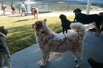 Dog Friendly Activities In Jacksonville Beach Fl Bringfido