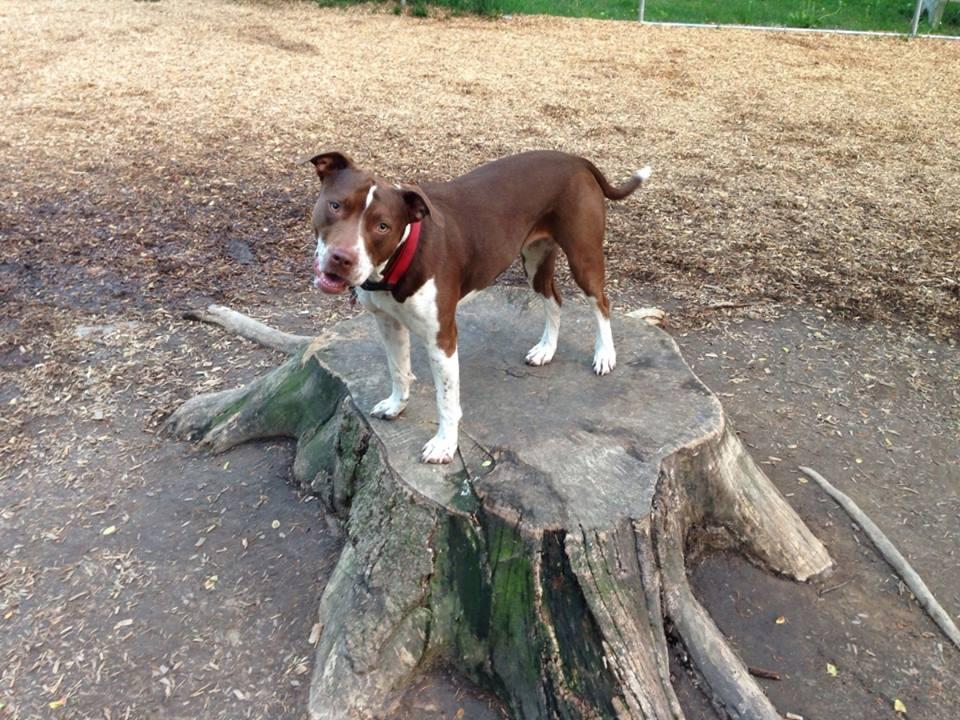 Pet Friendly Horsham Dog Park at Kohler Park