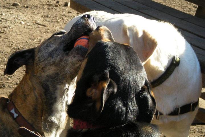 Pet Friendly Golden Gardens Off-Leash Area