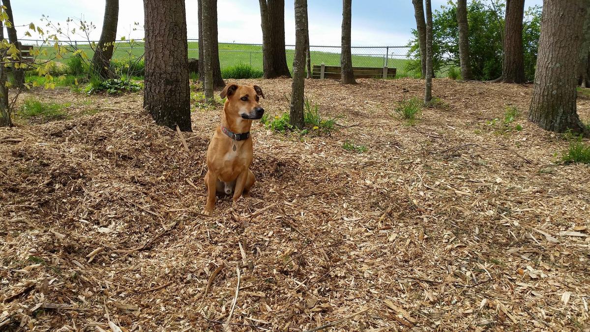 Kennebunk Dog Park