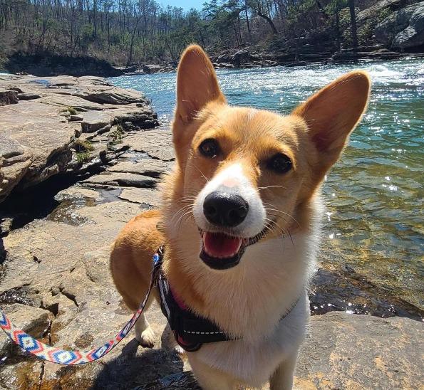 Pet Friendly Little River Canyon National Preserve