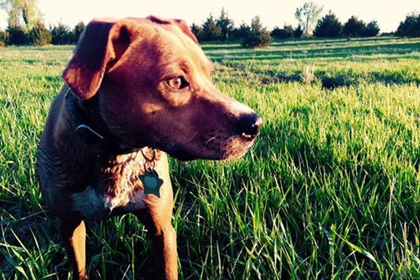 Off-Leash Dog Parks in Waconia, MN - BringFido
