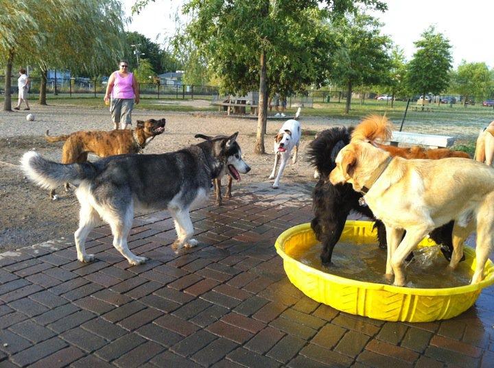 Pet Friendly SPACE: Salem Play Area for Canine Exercise