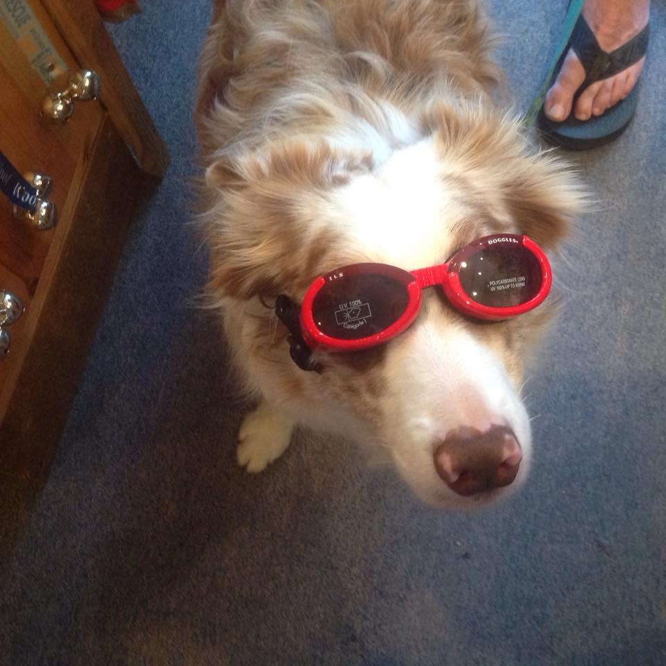 Dog Friendly Activities in Lewes, DE BringFido