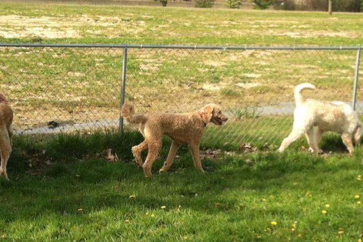 Pet Friendly Mark Twain Dog Park