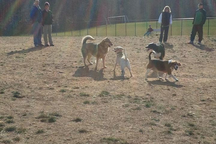 Pet Friendly Dog Park at Maryland City Park