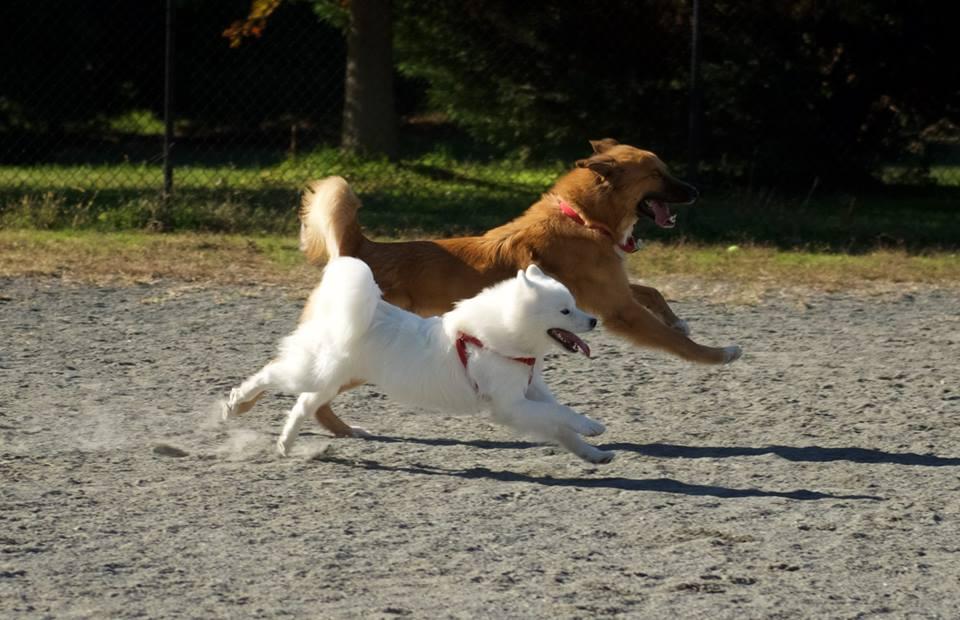 Mason District Off-Leash Dog Park