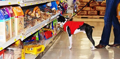 puppy friendly stores