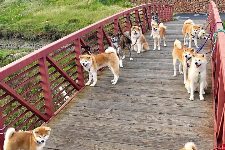 Dog Friendly Hiking Trails In South San Francisco Ca