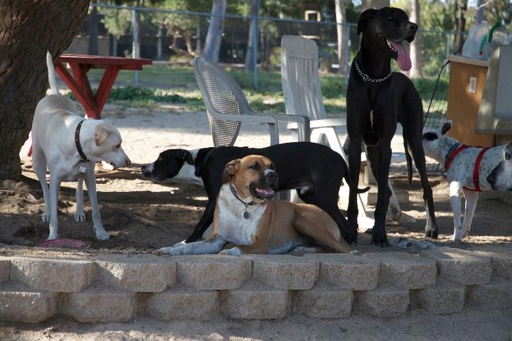 Pet Friendly Canine Corners Dog Park at Harry Griffen Park