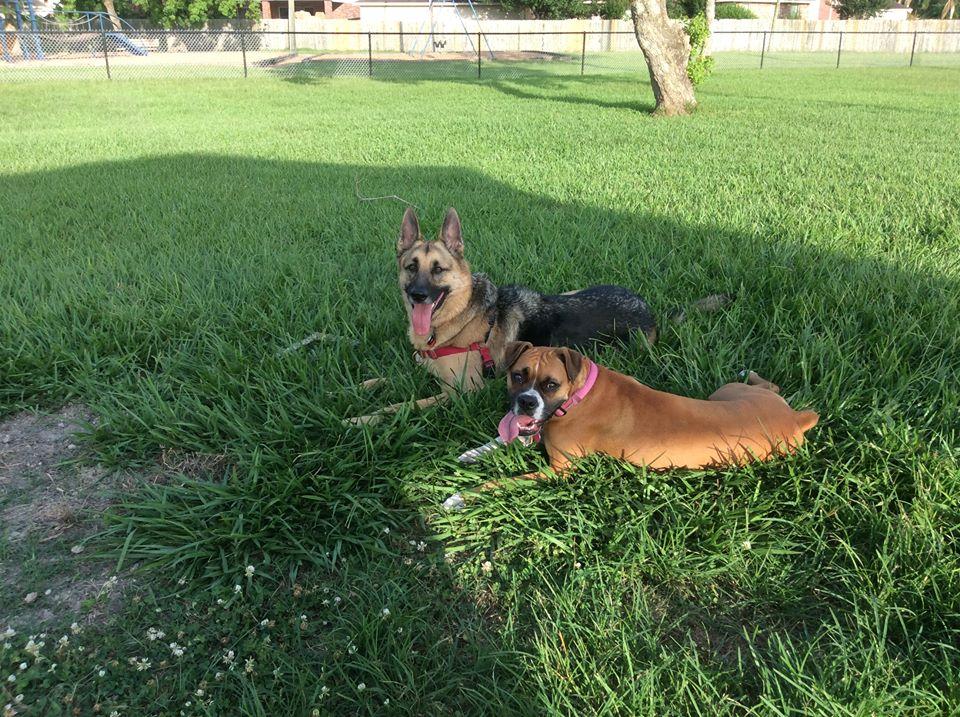 Southdown Dog Park Entrance Fee