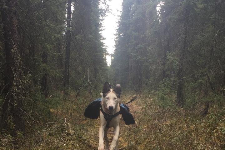 Pet Friendly Hiking Hidden Trails with Huskies