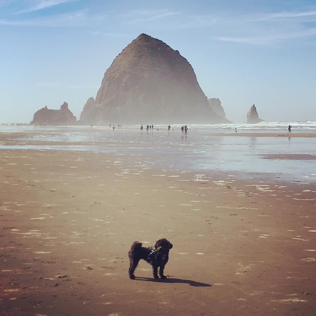 are dogs allowed on cannon beach oregon