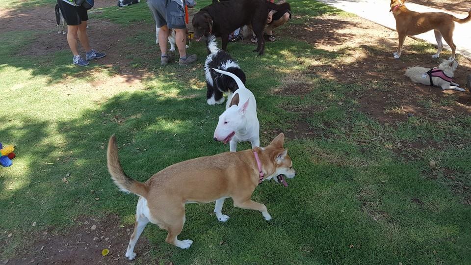 Shawnee top dog park