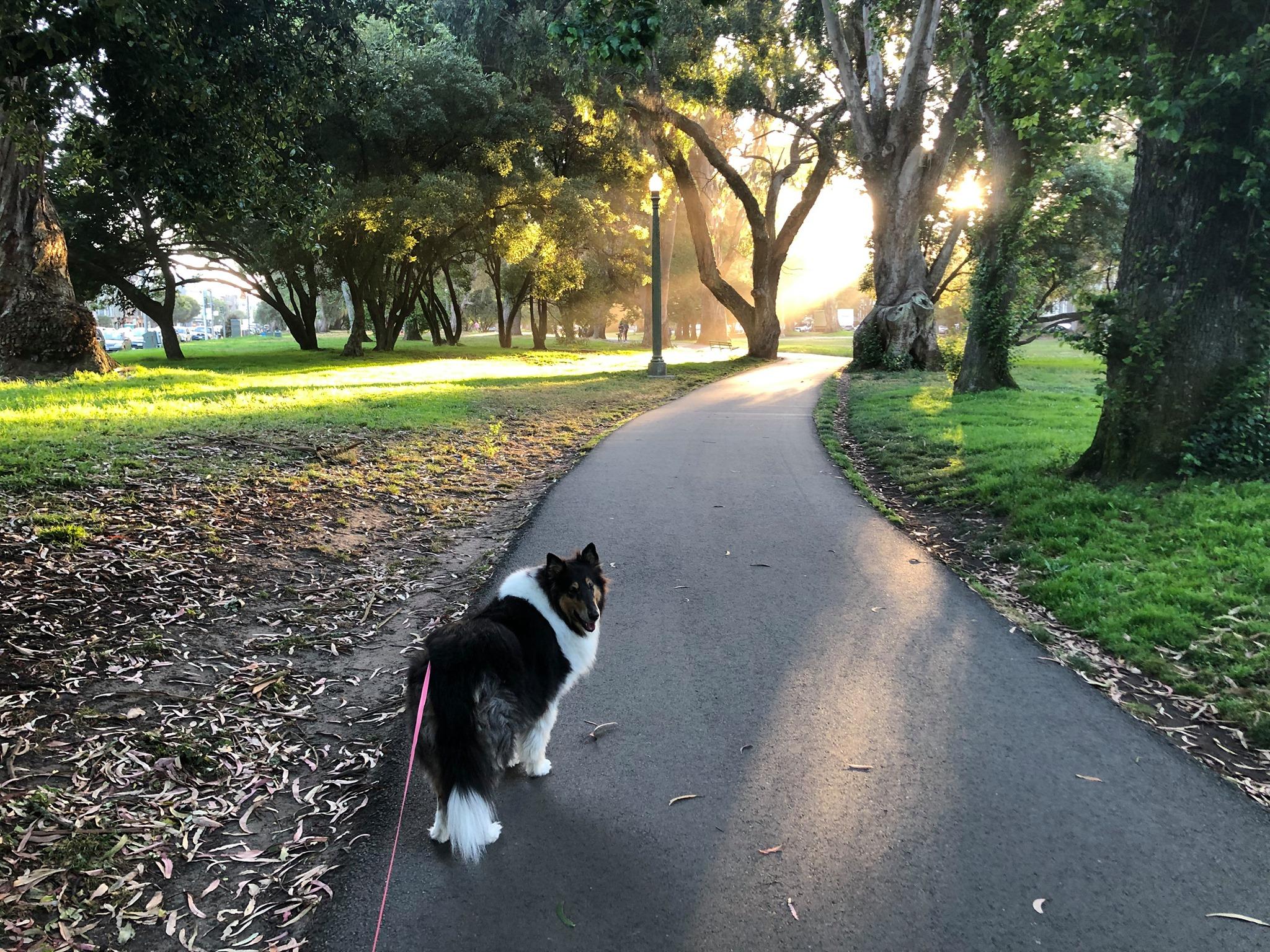 Balboa Park Dog Play Area