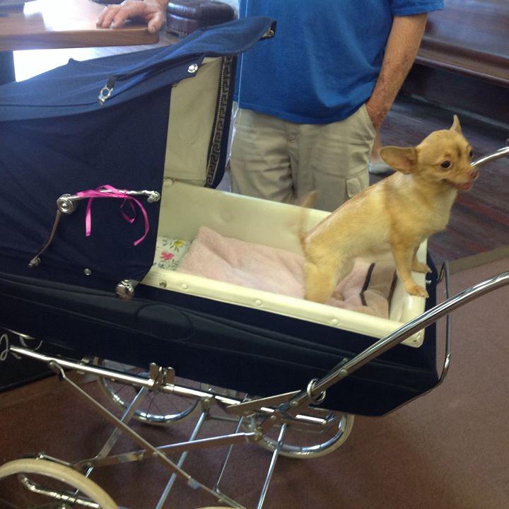 Dog Friendly Shopping In Chandler Az Bringfido