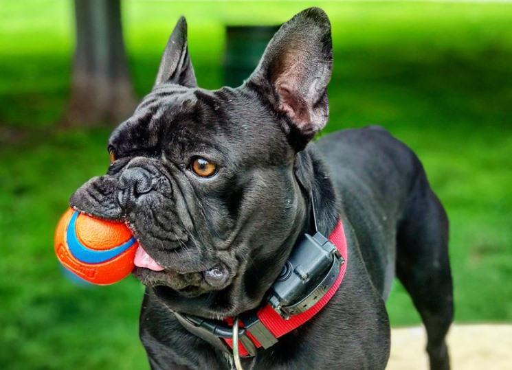 Off Leash Dog Parks In Concord Ca Bringfido