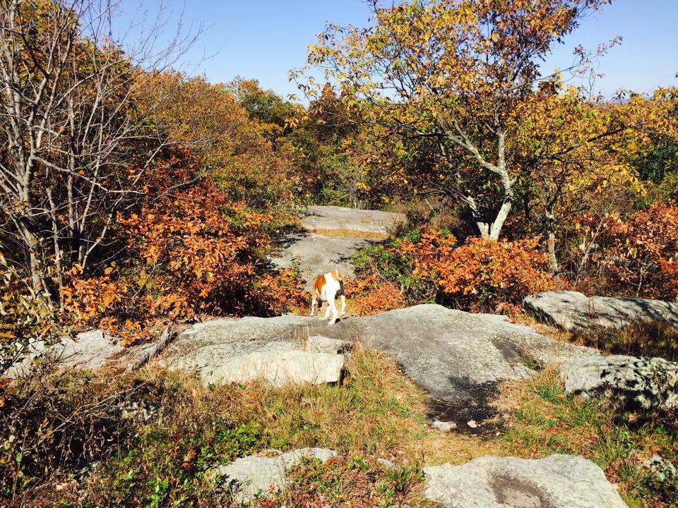 Pet Friendly Sterling Ridge to Lake Trail Loop