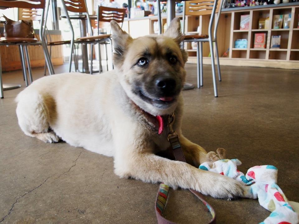 Directory Of Dog Grooming In Maryland Bringfido