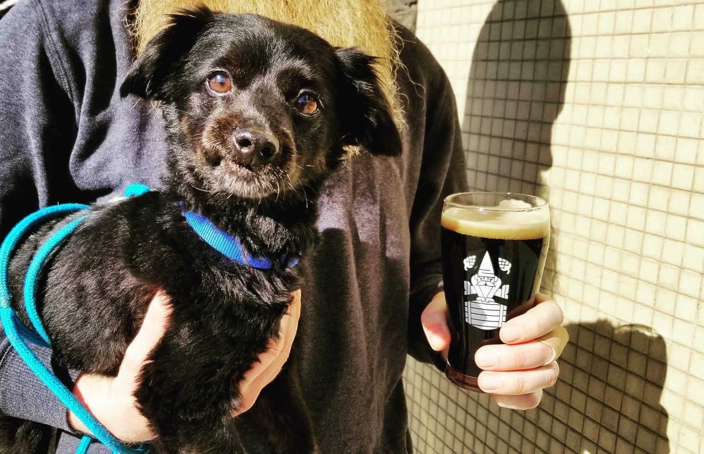 Pet Friendly Hopping Gnome Brewing Company