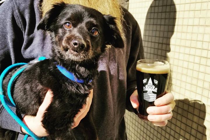 Pet Friendly Hopping Gnome Brewing Company