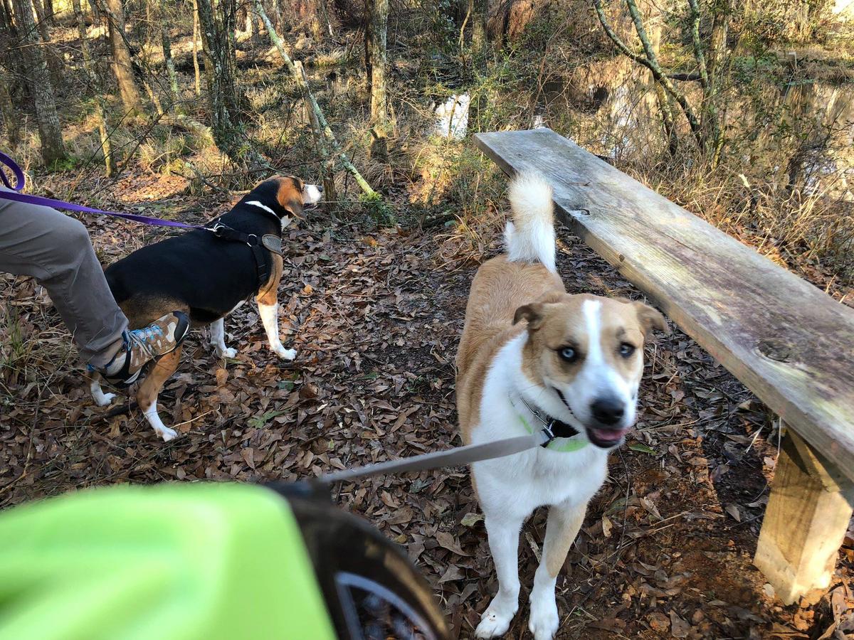 are dogs allowed at northlake nature center