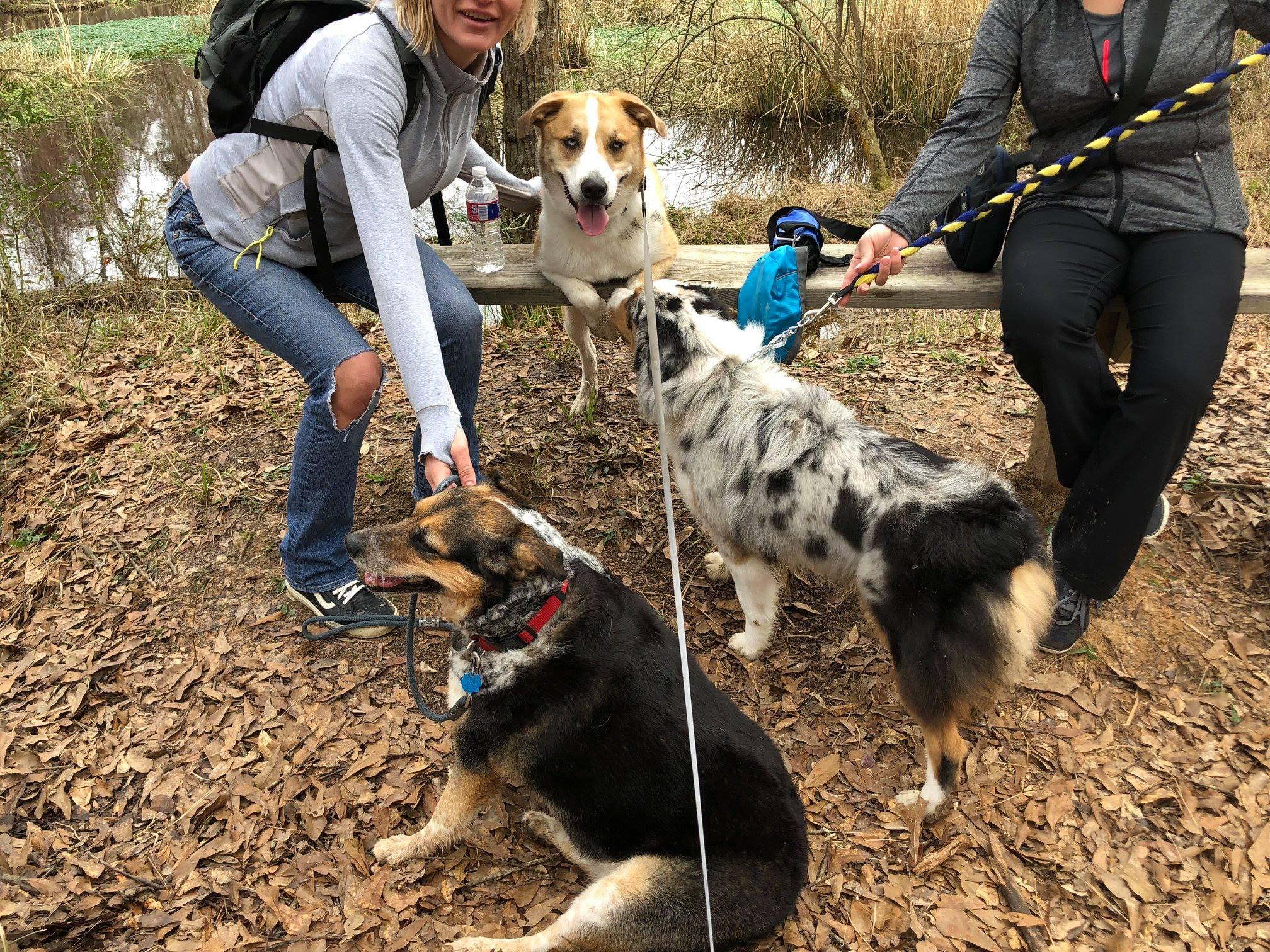 are dogs allowed at northlake nature center