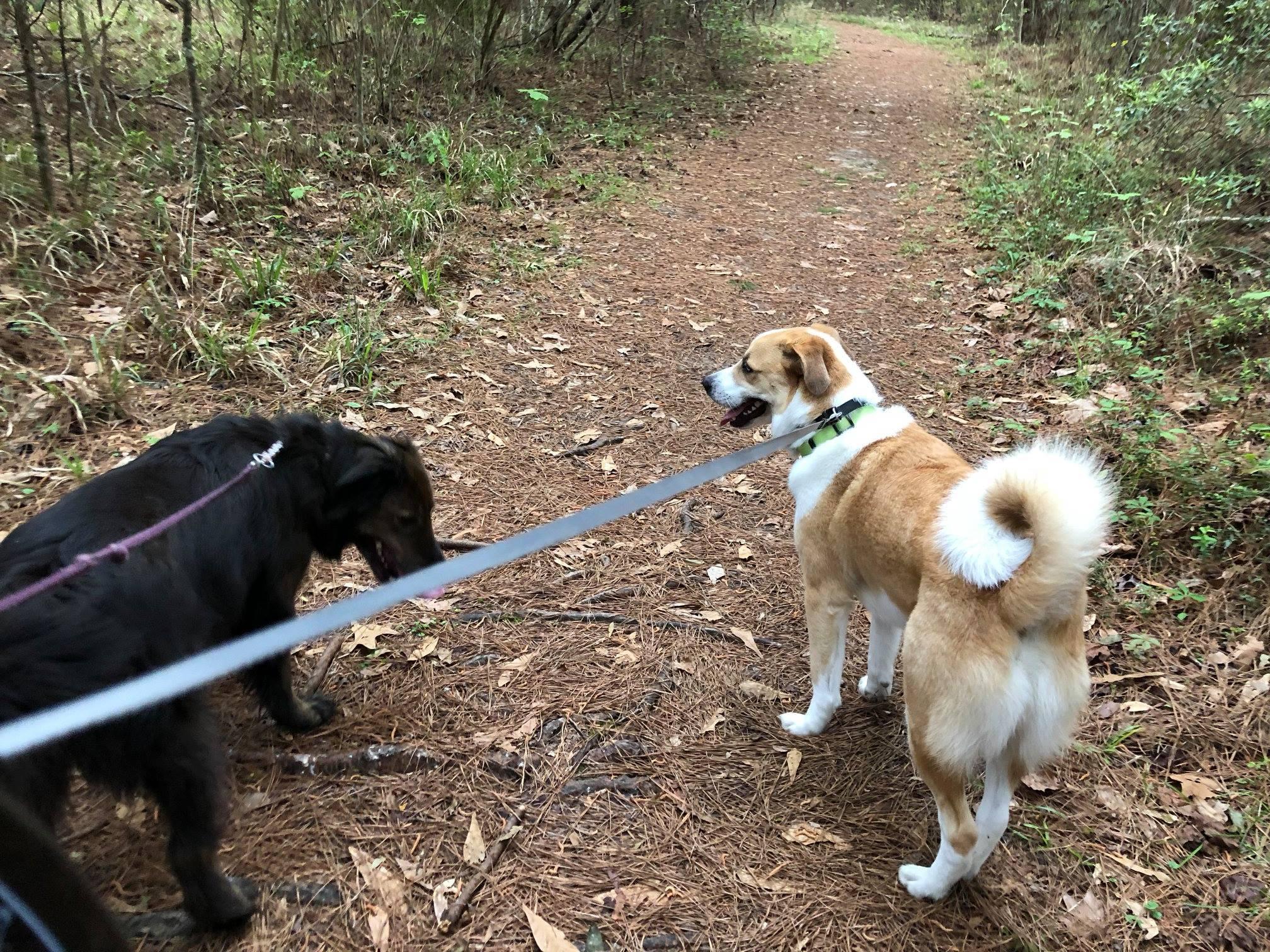 are dogs allowed at northlake nature center