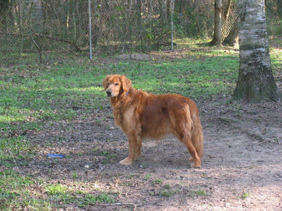 Dogwood Park