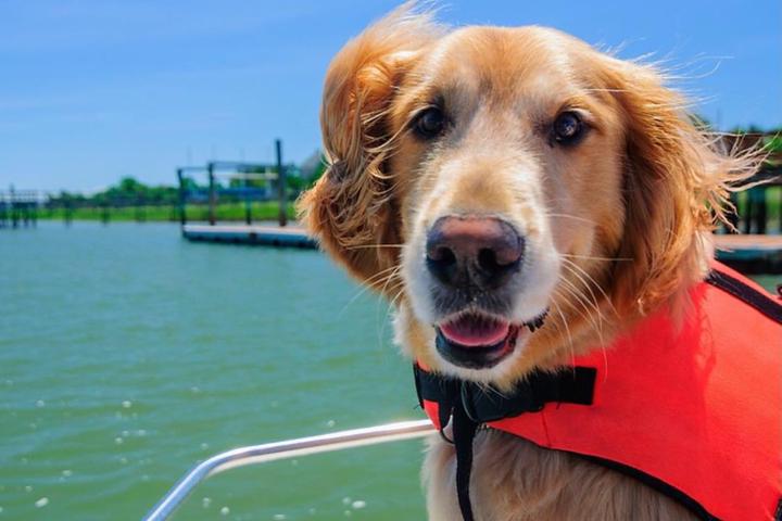 Pet Friendly Grand Haven Boat Rental