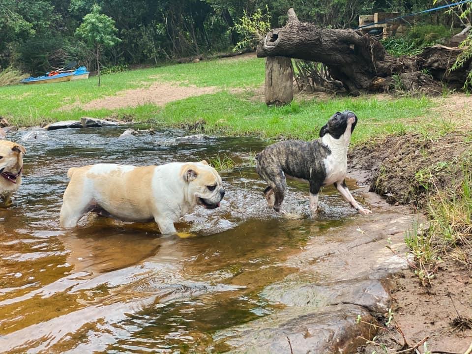 Pet Friendly Riverside Paradise