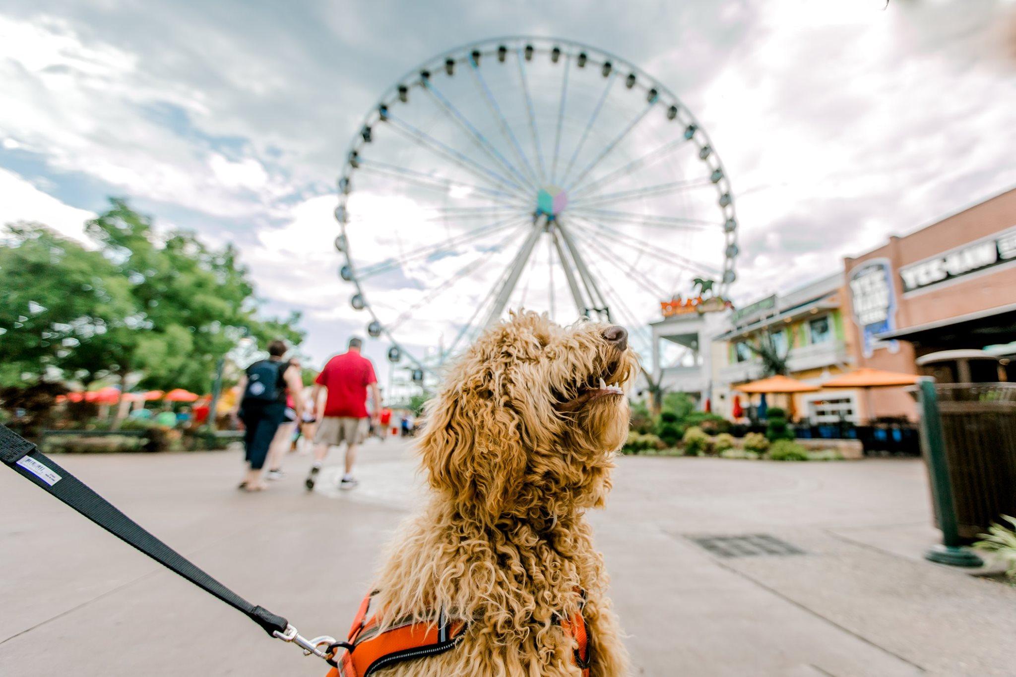 Pet Friendly The Island in Pigeon Forge