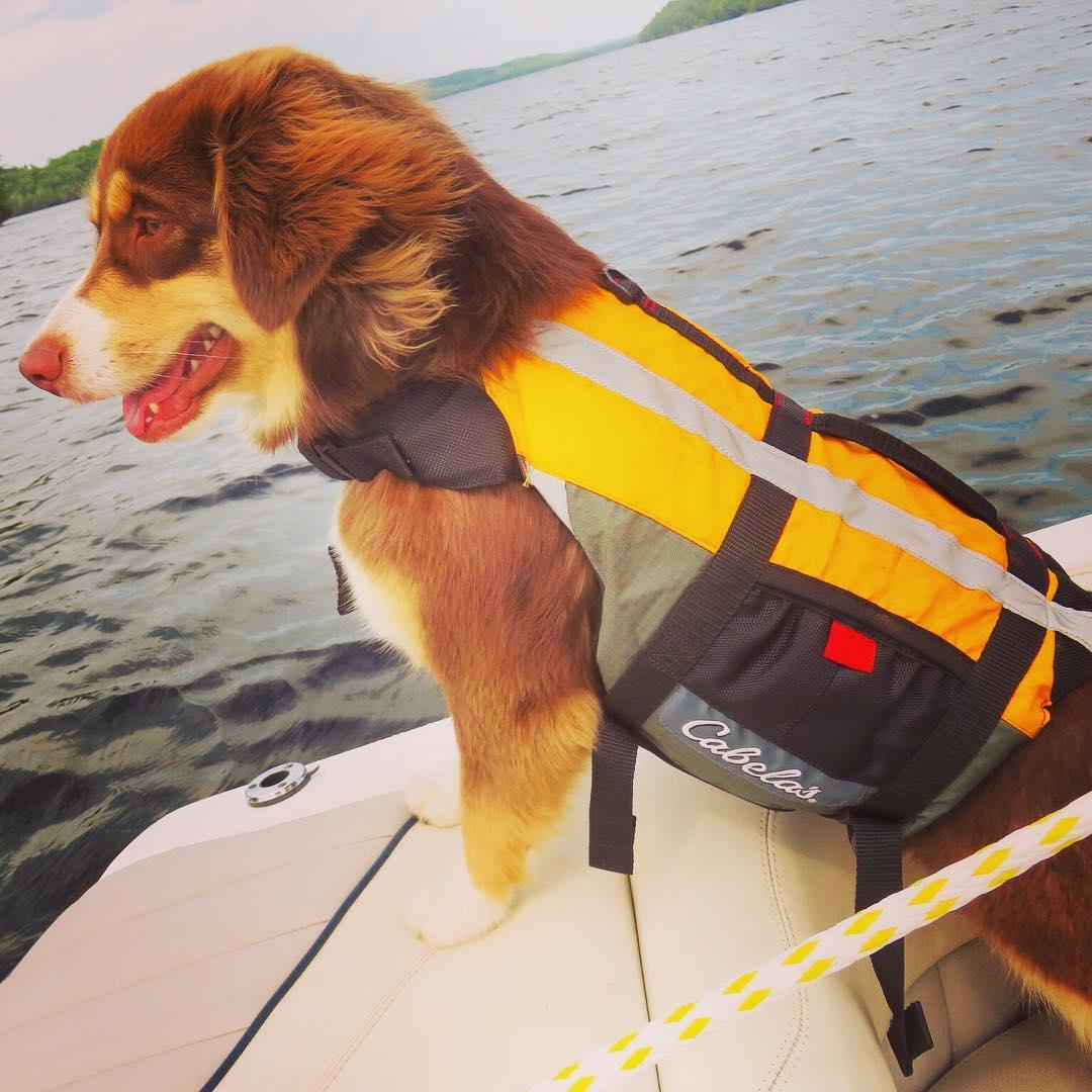 cabelas dog life vest