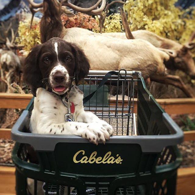 are dogs allowed inside of cabelas