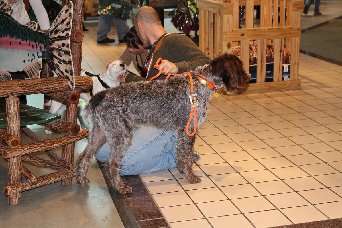 Bass pro shop allow hotsell dogs