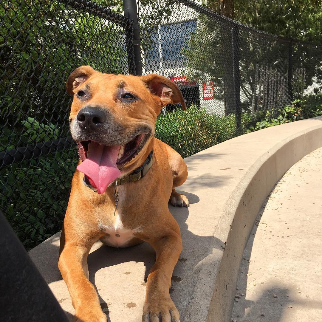 Pet Friendly Brooklyn Bridge Park Dog Run